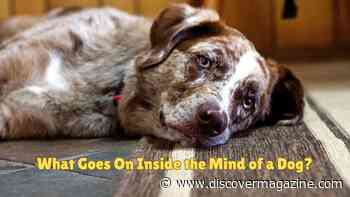 What Goes On Inside the Mind of a Dog?