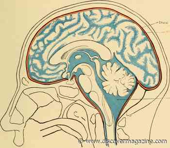 Fluid Keeps Your Brain From Crushing Itself but What Happens When It Stops Working?