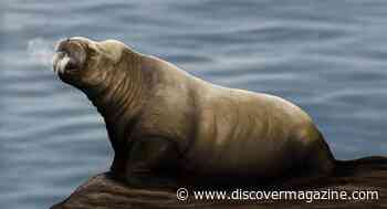 Walrus Ancestors May Have Developed Feeding Methods to Adapt to Changing Climate