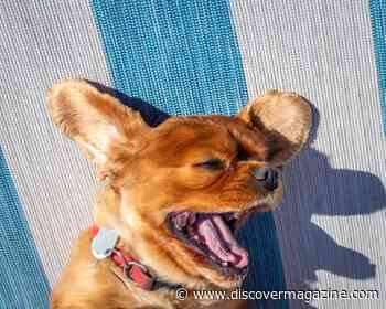 Night Terrors Could Also Affect Your Pets