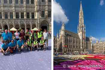 Brussels bloementapijt aangelegd door Sint-Niklase floristen: “650.000 dahlia’s kleuren Grote Markt”