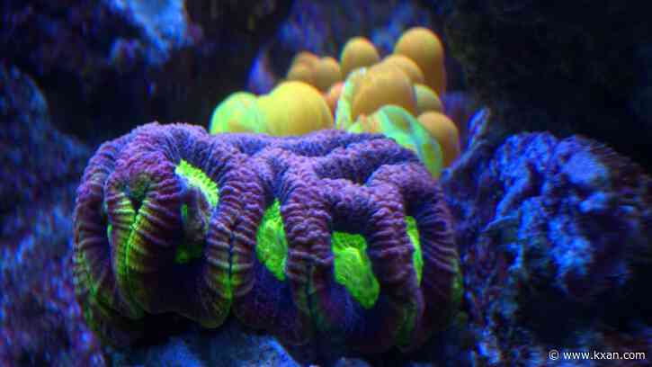 Coral reefs in 'bit of a pickle'; experts push for continued effort to save them