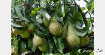 "Europese Conference productie verschuift, verbreding perensortiment lijkt wenselijk"