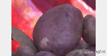 India introduceert eerste paars bio-aardappelras
