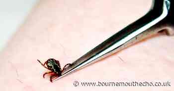 Residents urged to check for tick bites in summer