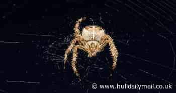 Giant spiders with webs the size of pizzas to invade UK homes