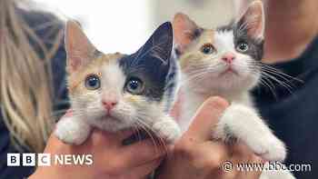 Animal charity 'only has funding for eight weeks'