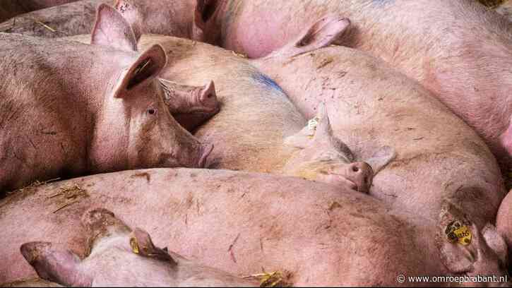 Zes boeren kregen al vergunning voor luchtwasser (en meer varkens)