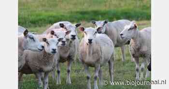 "Pas tweede blauwtongvaccinatie toe bij schapen"