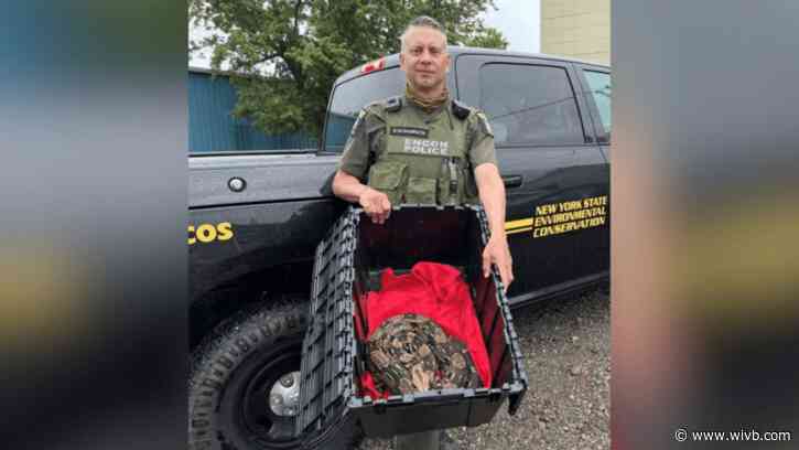 Large boa constrictor rescued from vacant Erie County home