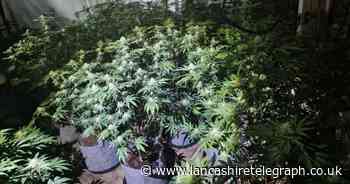 Police discover around 150 cannabis plants property following raid