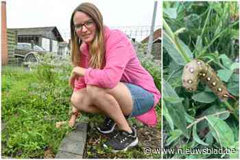 Ellen vindt opvallende rups in haar tuin: “Primeur voor Oost- en West-Vlaanderen”