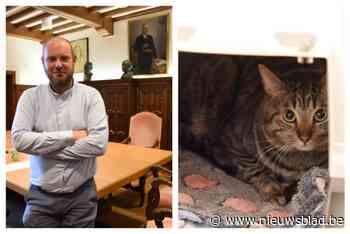 Voederproject voor zwerfkatten: “Essentieel om hun gezondheid en welzijn te waarborgen”