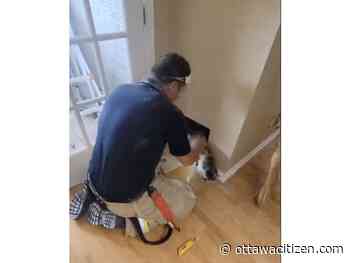 Firefighters use thermal imaging to find missing cat