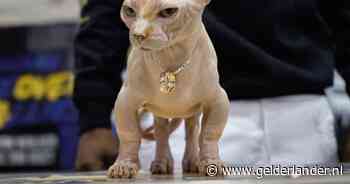 Britse dierenbescherming waarschuwt voor verontrustende trend van ‘bullykatten’