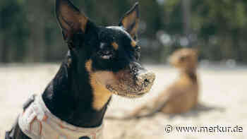 Tierärztin warnt vor Gefahren für Hunde am Strand