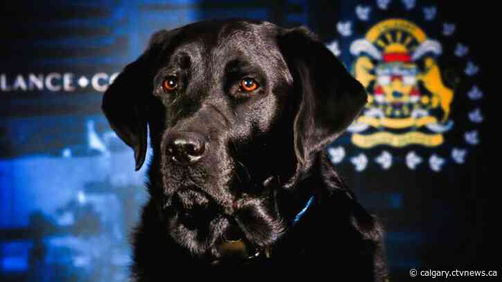 Calgary’s first victim assistance police dog passes away