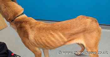 Underweight dog found living in shed has new lease of life in County Durham prison