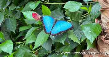 New butterfly garden opens in 65-acre landscaped gardens in Bexley