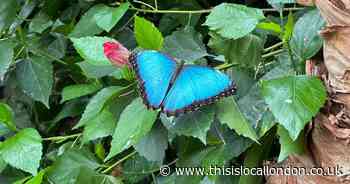 New butterfly garden opens in 65-acre landscaped gardens in Bexley