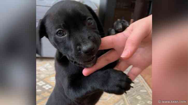 What to know about Clear the Shelters, how to help