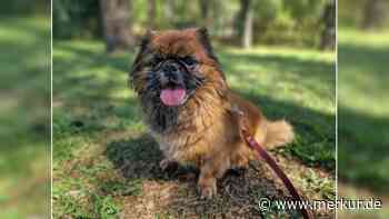Besitzerin gestorben und Mann überfordert: Lucky landet im Tierheim