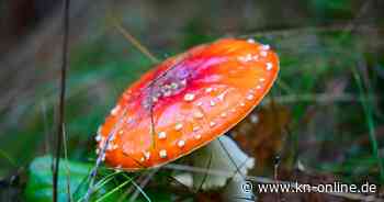 Muscimol Gummies: Bundesamt spricht Warnung vor Gummibärchen mit Fliegenpilz-Gift aus