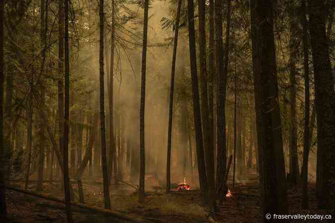 ‘Downturn’ in weather expected to dampen wildfire activity in southeastern B.C.