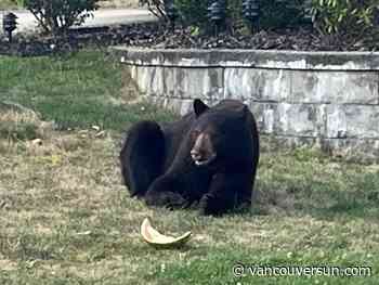 Injured bear in Coquitlam killed after residents fed it for three days