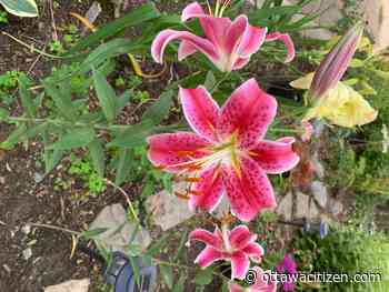 The City Gardener: Considering the lilies of the field 