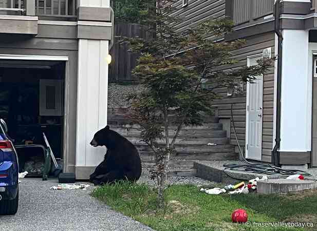 Injured B.C. bear put down after being fed watermelon: RCMP