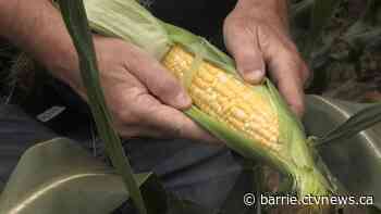 Ideal weather boosts corn season