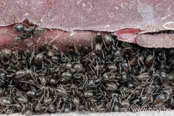 Deze mier baart Nederland zorgen: moeten wij het draaigatje ook vrezen?
