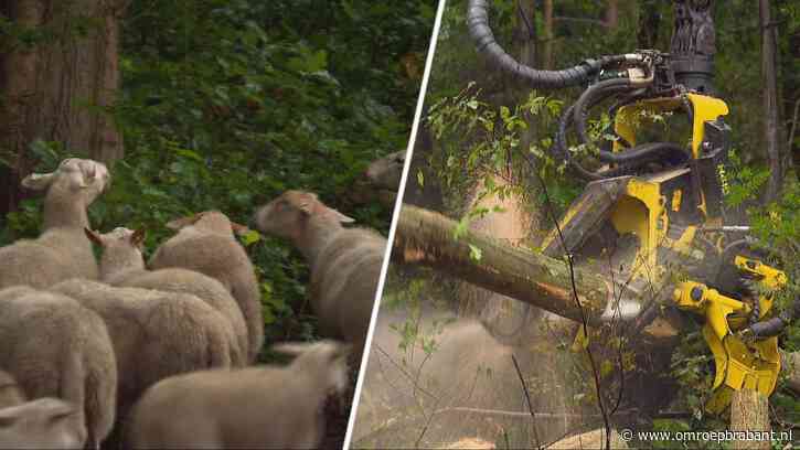 Zaagmachines en schapen redden samen de bossen bij Loon op Zand