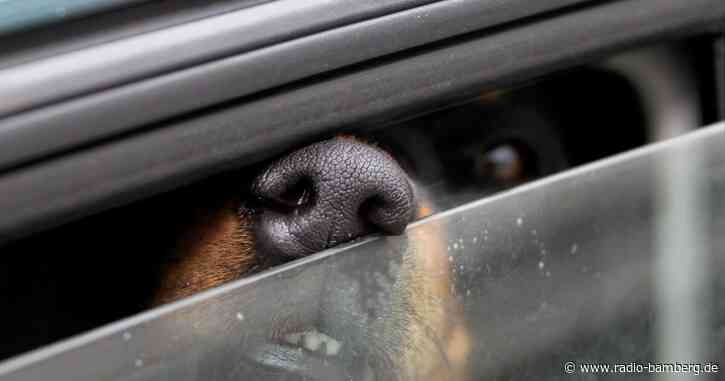 Hunde bei Hitze in Auto eingesperrt: Anwohner schreiten ein
