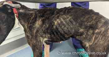 Gateshead woman who starved dog banned for keeping animals from five years