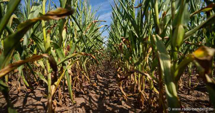Frau fährt mit Auto einen Kilometer durch ein Maisfeld