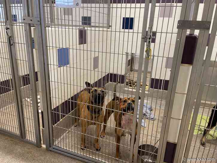 Central Texas animal shelters take part in 'Clear The Shelters' effort