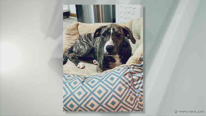 Cinnamon Roll is 'a sweetheart' and needs a forever home