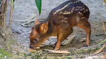 Tiny South American deer debuts at New York City zoo