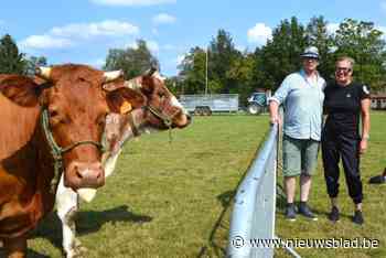 Koeien lijken wat geconstipeerd bij aanvang van Schijt-je-Rijk-wedstrijd van 2980