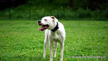 Donna azzannata da un dogo argentino mentre difende il marito