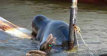 Ruim twee meter lang en een bek vol gevaarlijke tanden: dit roofdier is hier thuis (en duikt soms midden in de stad op)