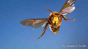 Töten, wegpusten, & Co.: Wespen vertreiben: Diese Fehler sollte man vermeiden