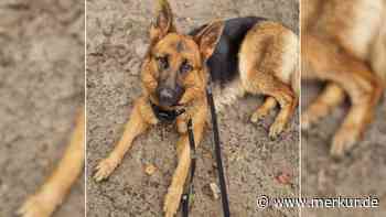 „Alicias Besitzer konnte sich nicht mehr um sie kümmern“: Schäferhündin sucht neues Zuhause