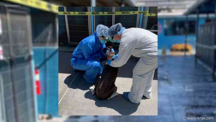 California animal shelter hit with potentially deadly bacterial outbreak