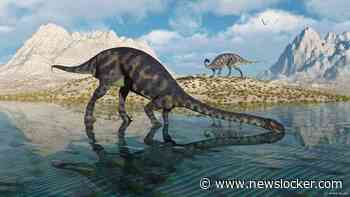 Tienjarig Brits meisje vindt per toeval pootafdrukken van dinosaurus op strand