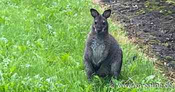 Känguru auf Abwegen: Gesichtetes Tier in Stade eingefangen