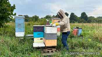 Without bees, life 'wouldn't exist,' says local beekeeper
