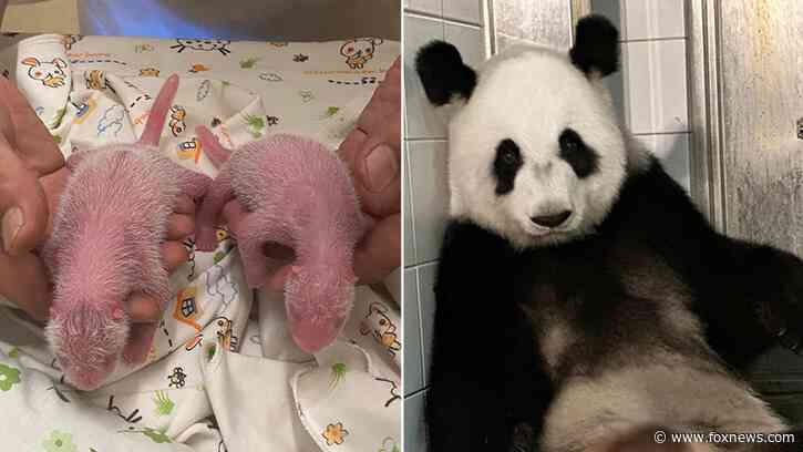 Giant panda and first-time mom gives birth to historic twins: 'We are thrilled'